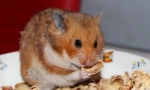 Ce nuci pot primi hamster
